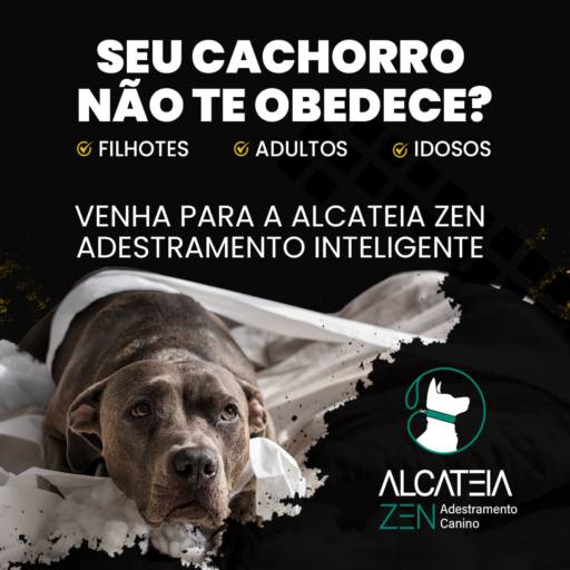 Comprar o produto de Passeios e passador canino em Adestramento pela empresa Alcateia Zen - Adestramento Canino em Botucatu, SP por Solutudo