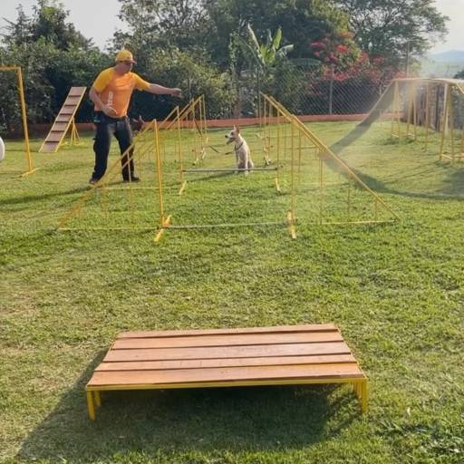 Treinamento Animal em Bauru