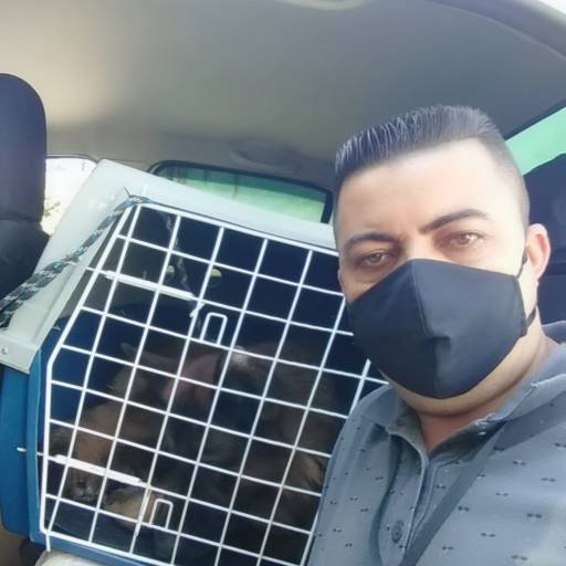 Comprar o produto de Viagens com cachorros em Pet Shop pela empresa Estética Pet Mar Azul em São Sebastião, SP por Solutudo