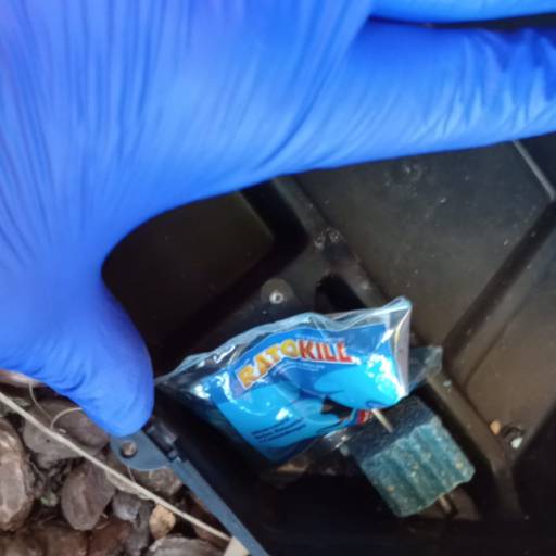 Tratamento contra rato em Leblon por Marc's Controle de Pragas - Dedetização