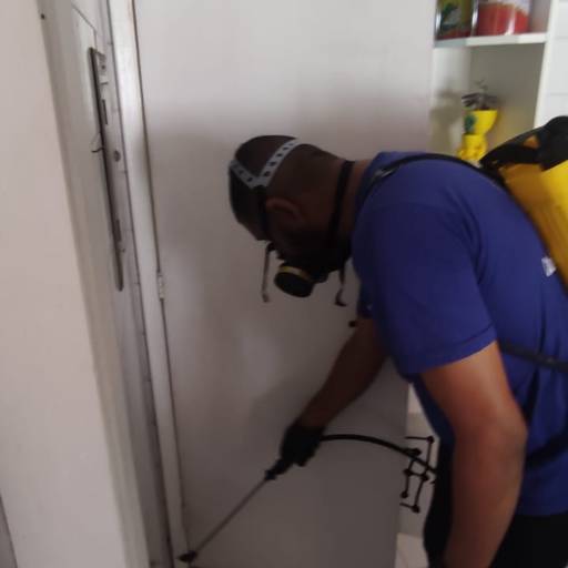 Dedetização de cupins subterrâneos em Barra da Tijuca