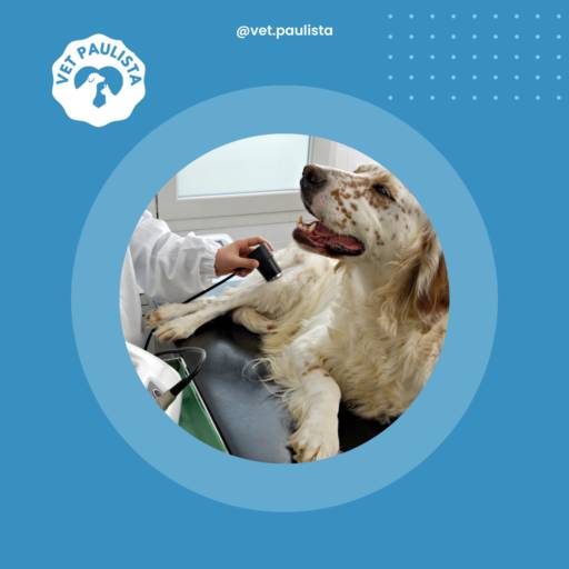 Comprar o produto de Exames veterinários em Clínicas Veterinárias pela empresa Vet Paulista em Jundiaí, SP por Solutudo