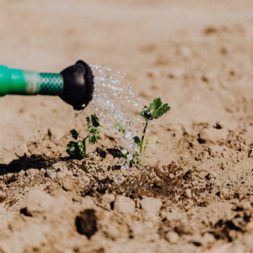 Irrigação de Plantas