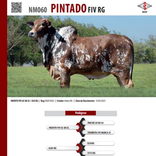 Touro Nelore Pintado FIV RG (NM060)