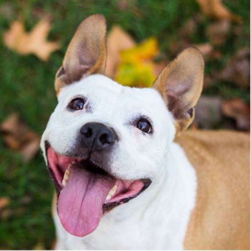 Treinador para adestradores em Bauru