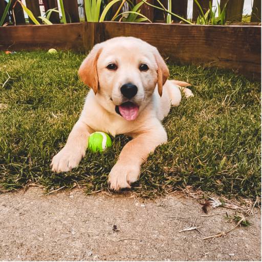 Consultoria para banho e tosa em Bauru