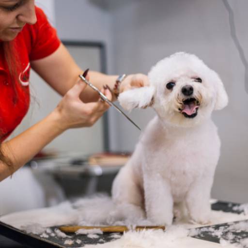 Comprar a oferta de Banho e Tosa em Pet Shop pela empresa Mon Bijou Pet Care em Curitiba, PR por Solutudo