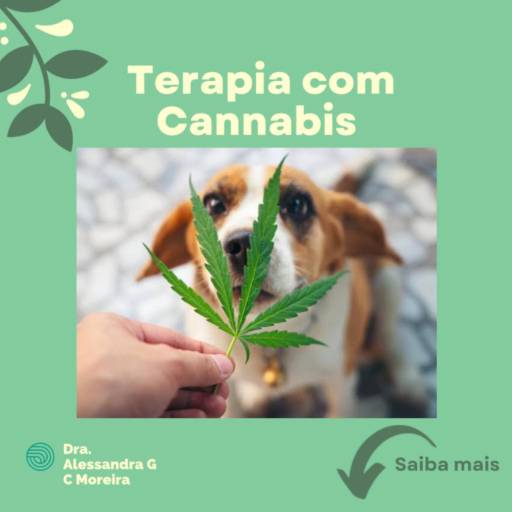 Comprar o produto de Terapia com Cannabis em Especialidades pela empresa Veterinária em Domicílio - Dra. Alessandra Gisele C. Moreira em Atibaia, SP por Solutudo