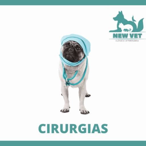 Cirurgião especialista para pets