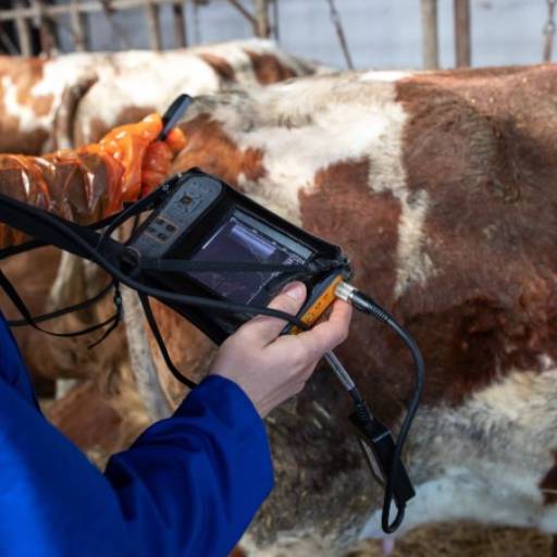 US por Reprogen Assessoria Reprodutiva 