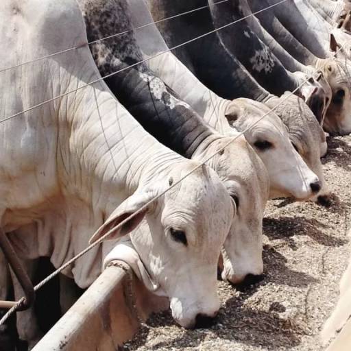 NUTRIÇÃO por Reprogen Assessoria Reprodutiva 