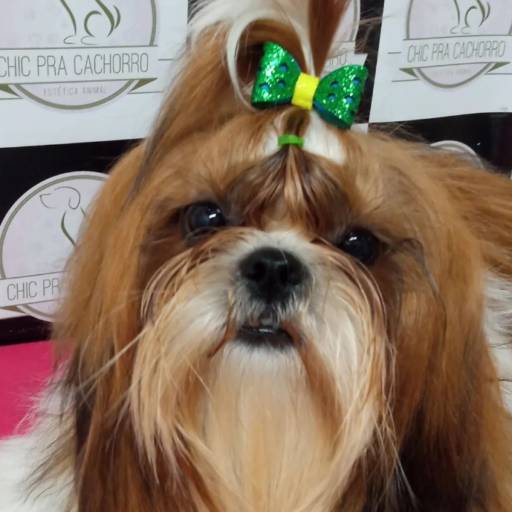 Desembolo  por Chic Pra Cachorro Banho e Tosa