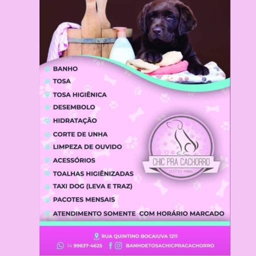 Catálogo por Chic Pra Cachorro Banho e Tosa
