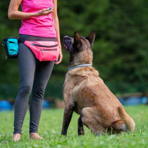 Adestramento de cachorros em Bauru por Neto - Adestramento de Cães em Bauru