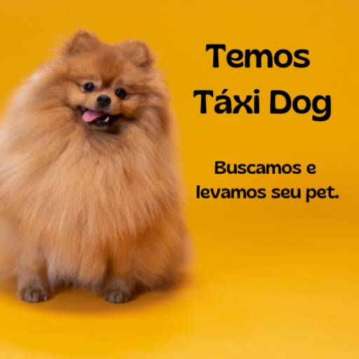 Táxi Dog por Passarinho Banho e Tosa