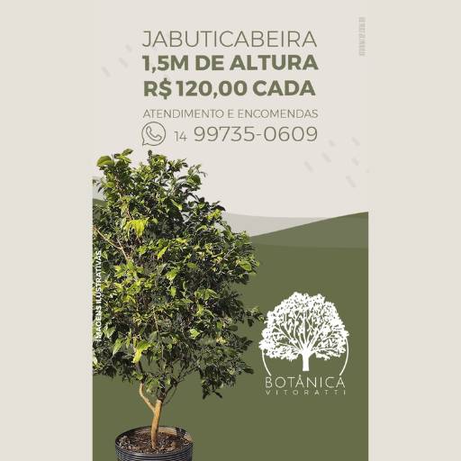 Comprar a oferta de Jabuticabeira em Mudas pela empresa Botânica Vitoratti -  Paisagismo e Jardinagem em Botucatu, SP por Solutudo
