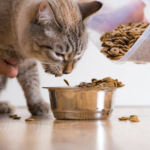 Ração para gato por Trekos e Tarekos 