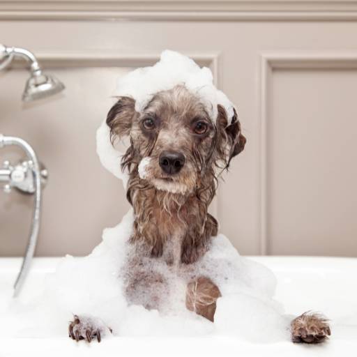 Produtos para banho para pet  por Trekos e Tarekos 