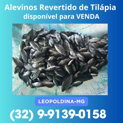 Alevinos Revertido de Tilápia disponível para VENDA