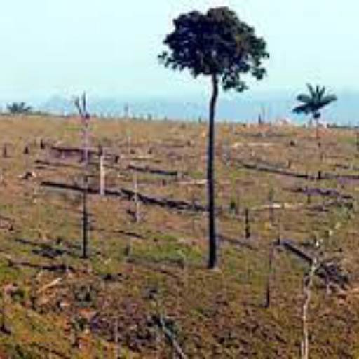 Regularização Fundiária de Propriedades, Posses e Detenções por SA Advocacia Ambiental