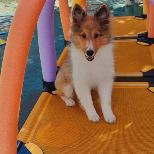 Hotel para cachorro em Bauru por Doidos Por Cachorro - Day Care Pets