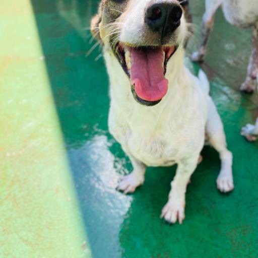 Day Use na Creche Pet em Bauru por Doidos Por Cachorro - Day Care Pets