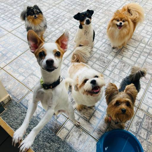 Creche para pet