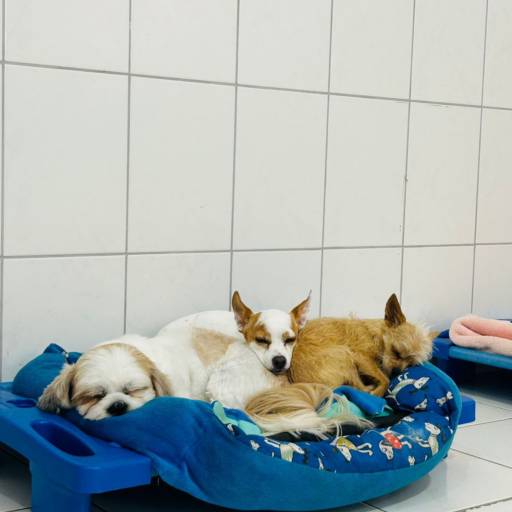 Hotel para cachorro em Botucatu