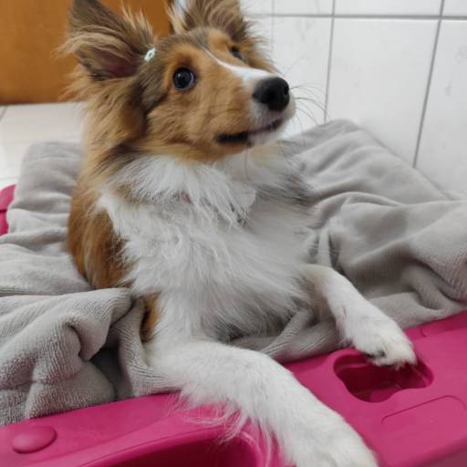 Hotel pet