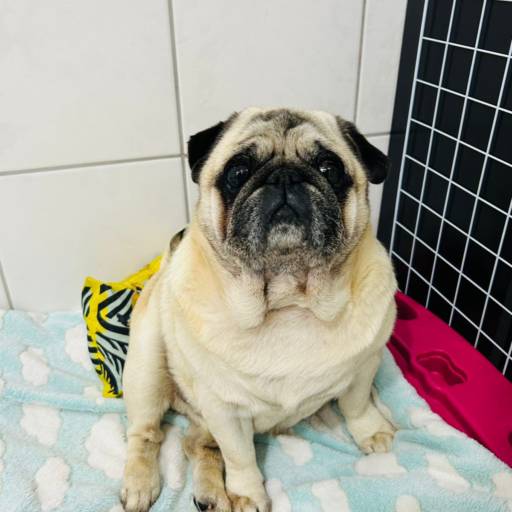 Hospedagem para pet