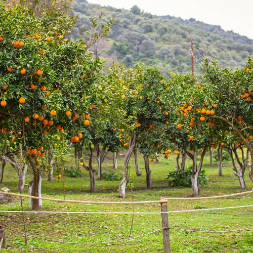 Comprar o produto de Erradicação de laranja  em Terraplanagens pela empresa ASC Terraplanagem (Miltão terraplanagem) em Botucatu, SP por Solutudo