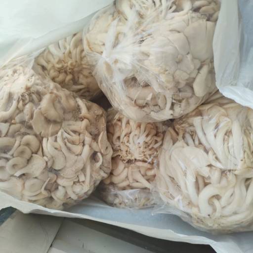 Shimejis por Kilo - Frescor direto do campo - São José dos Campos por Consumo Verde