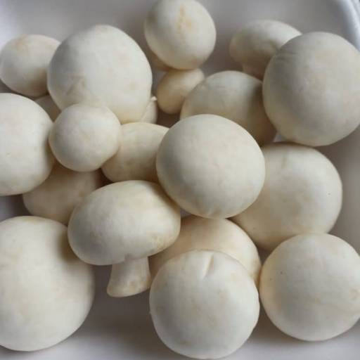 Cogumelo Paris por Kilo - Frescor e versatilidade na sua cozinha -  São José dos Campos