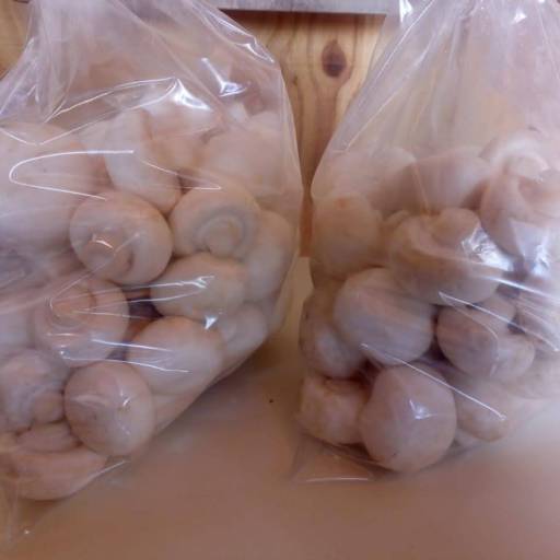 Cogumelo Paris por Kilo - Frescor e versatilidade na sua cozinha -  São José dos Campos por Consumo Verde