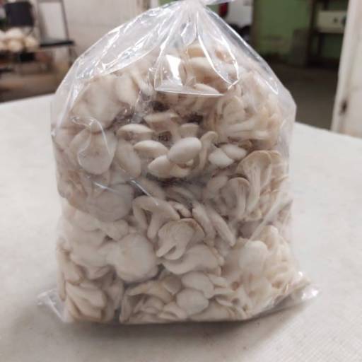 Cogumelos Frescos - Sabor natural e qualidade garantida -  São José dos Campos por Consumo Verde