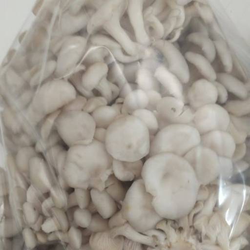 Cogumelos Frescos - Sabor natural e qualidade garantida -  São José dos Campos por Consumo Verde