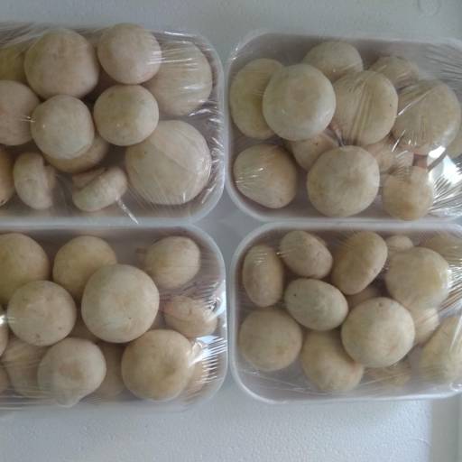 Cogumelos Frescos - Sabor natural e qualidade garantida -  São José dos Campos por Consumo Verde