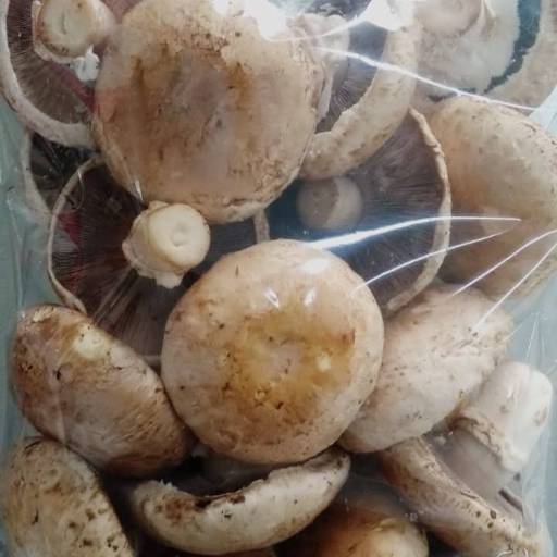 Cogumelos Frescos - Sabor natural e qualidade garantida - São Paulo por Consumo Verde