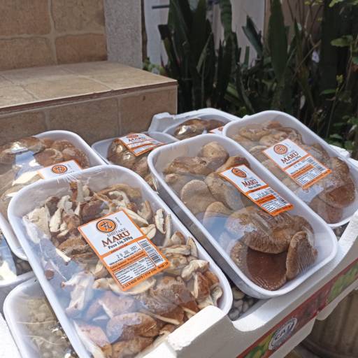 Cogumelos Frescos - Sabor natural e qualidade garantida -  São José dos Campos por Consumo Verde