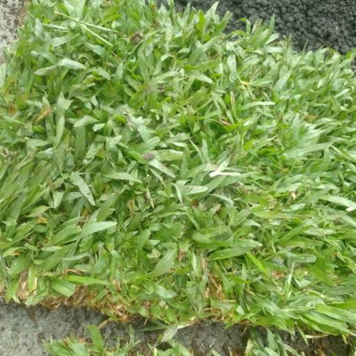 Promoção de Grama São Carlos