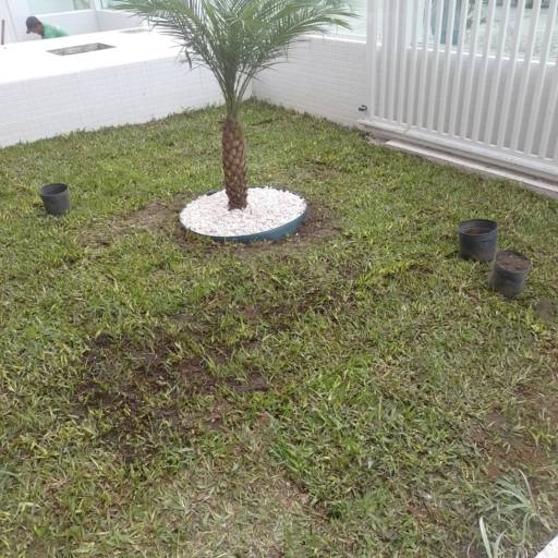 Promoção de Grama São Carlos por Grameira Rocha
