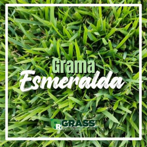 Comprar o produto de Grama Esmeralda em Grameiras pela empresa RR Grass em Itapetininga, SP por Solutudo