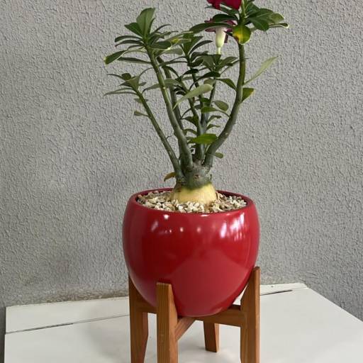 Comprar o produto de Flor do Deserto  em Plantas pela empresa Vasos Decor em Mineiros, GO por Solutudo