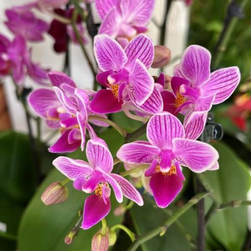 Comprar o produto de Orquídeas em Plantas pela empresa Vasos Decor em Mineiros, GO por Solutudo