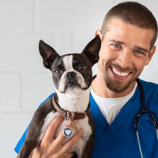 Medicamentos para Pet - Bem-estar Animal - São Paulo