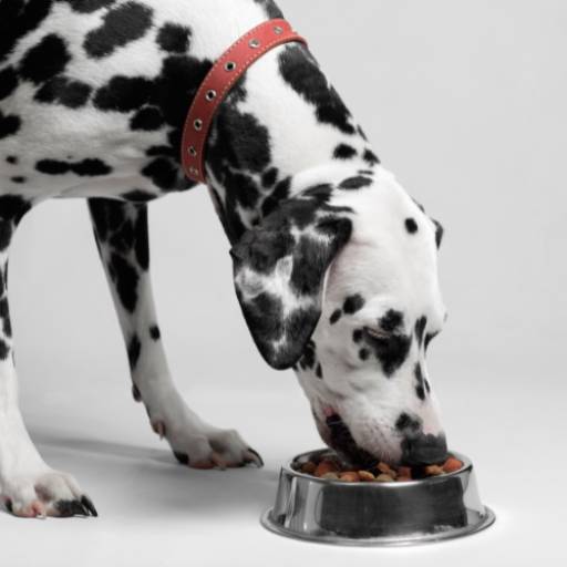 Ração para Cachorro - Nutrição Canina - São Paulo