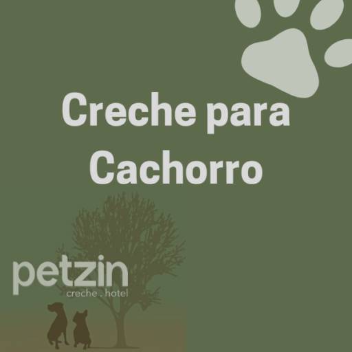Creche para Cachorro em Itapetininga