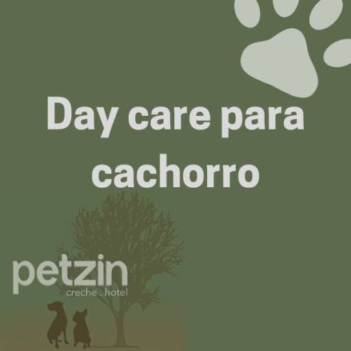 Comprar o produto de Day Care para Cachorro em Itapetininga em Hoteis para Cães pela empresa Petzin Creche - Hotel em Itapetininga, SP por Solutudo