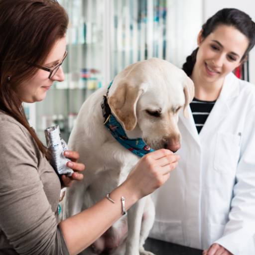 Veterinário em Tietê - Bem-estar e Saúde para 