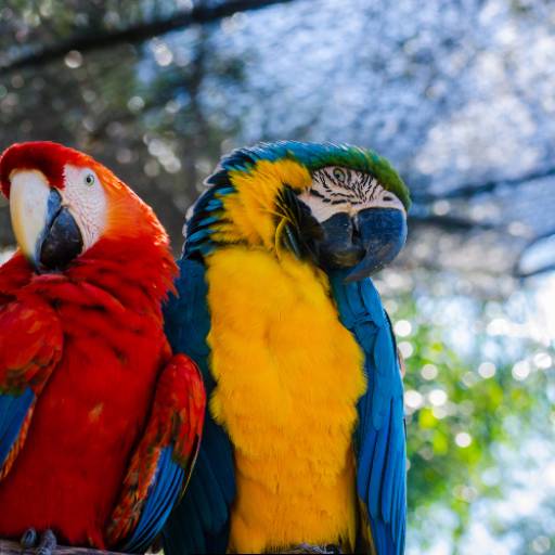 Atendimento Especializado para Aves